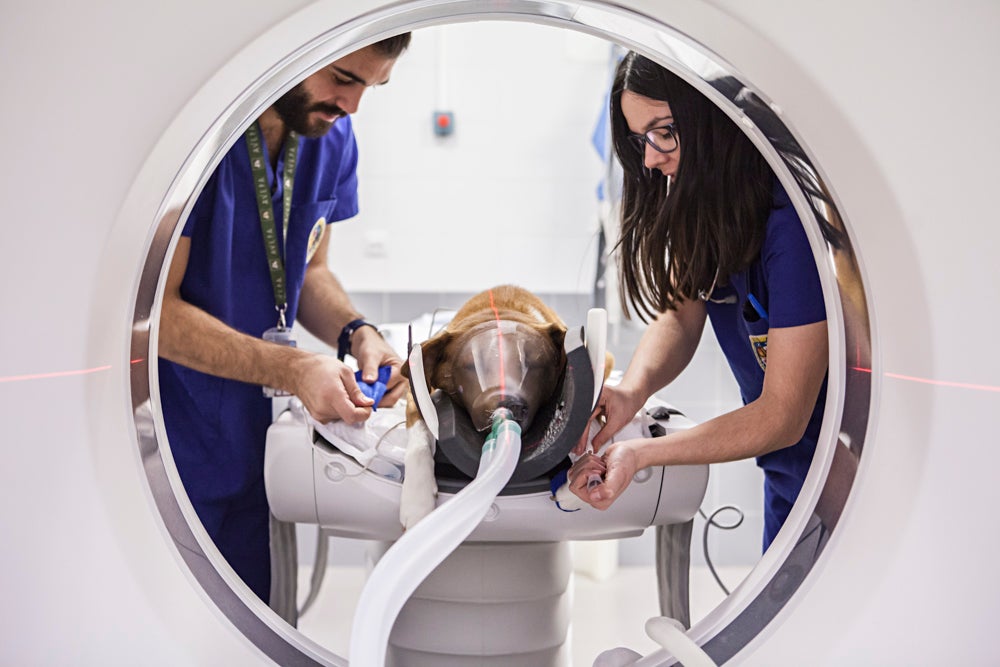 Étude Dentaire en Espagne