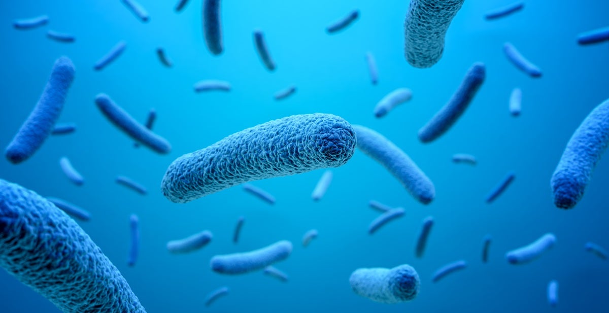 curso microbiota-intestinal