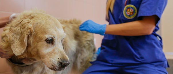 Grado en Veterinaria | Estudiar Veterinaria en Madrid - UAX