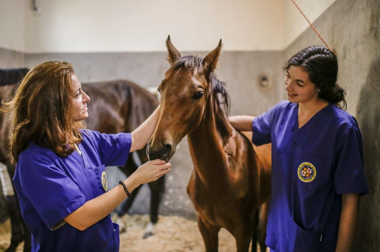 veterinaria.JPG