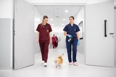 Expert Diploma in Animal Welfare