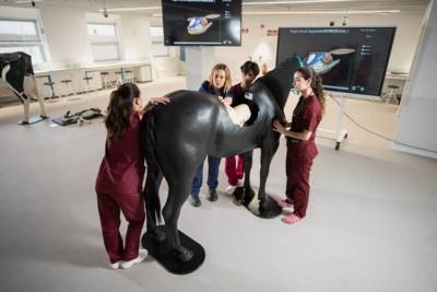 Expert Diploma in Animal Welfare