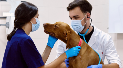 Veterinario