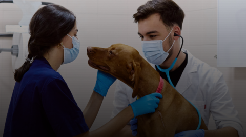 Veterinario