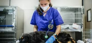 Diploma de Experto en Urgencias en Pequeños Animales