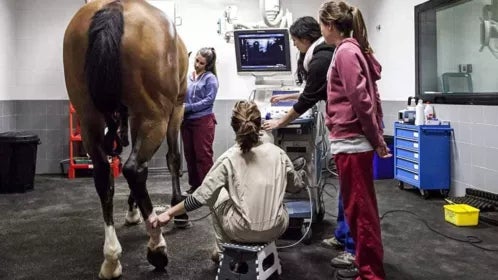 Experto en Bienestar Animal aplicado a Ganadería | UAX