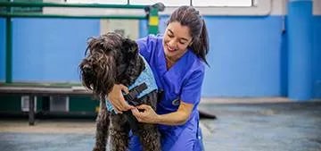 Studiare Veterinaria in Spagna - UAX