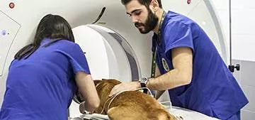 programa de acceso a veterinaria