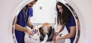 Carrera de Veterinaria en universidad privada en madrid