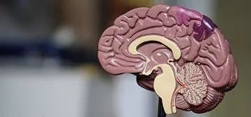 Bachelor’s Degree in Psychology - UAX