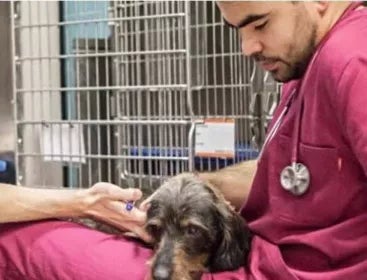 Experto en Bienestar Animal aplicado a Ganadería | UAX