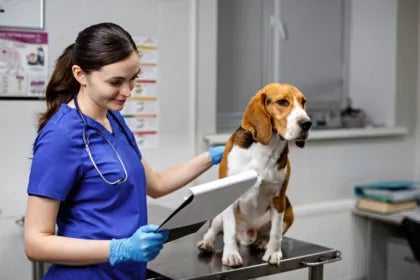 Experto en Bienestar Animal aplicado a Ganadería | UAX