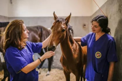 Experto en Bienestar Animal aplicado a Ganadería | UAX