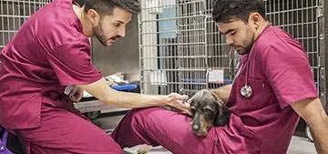 Programa de Doctorado en Salud Veterinaria - Universidad Alfonso X el Sabio