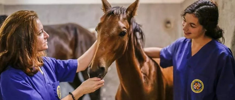 Grado en Veterinaria | UAX